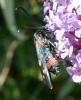 Zygaena ephialtes